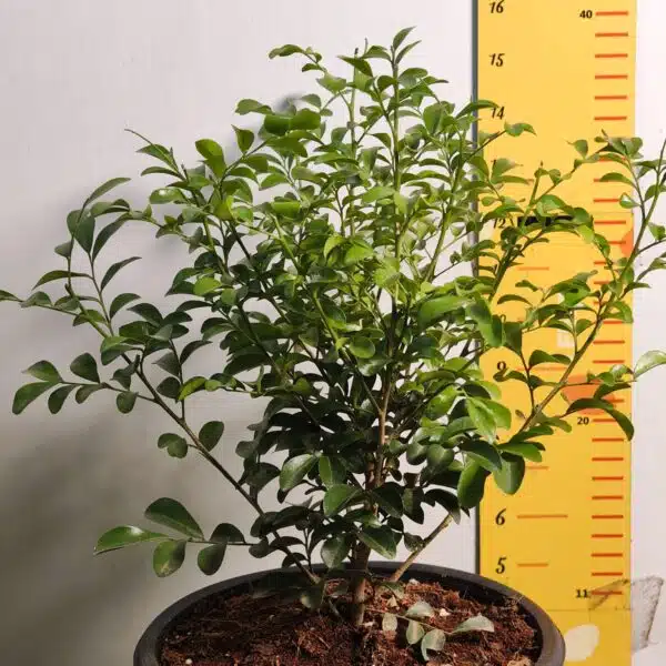 Dwarf Madhu kamini (Murraya Paniculata) Thai Variety - Flowering/Ornamental Live Plant - Image 4