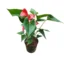 Anthurium Andraeanum Red plant