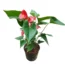 Anthurium Andraeanum Red plant