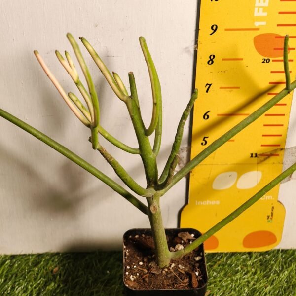 Euphorbia Tirucalli/ Fire Stick (Sticks on Fire/Red Pencil Cactus) Plant - Image 22