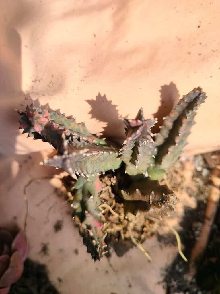 Image #1 from BIJIT MUKHERJEE