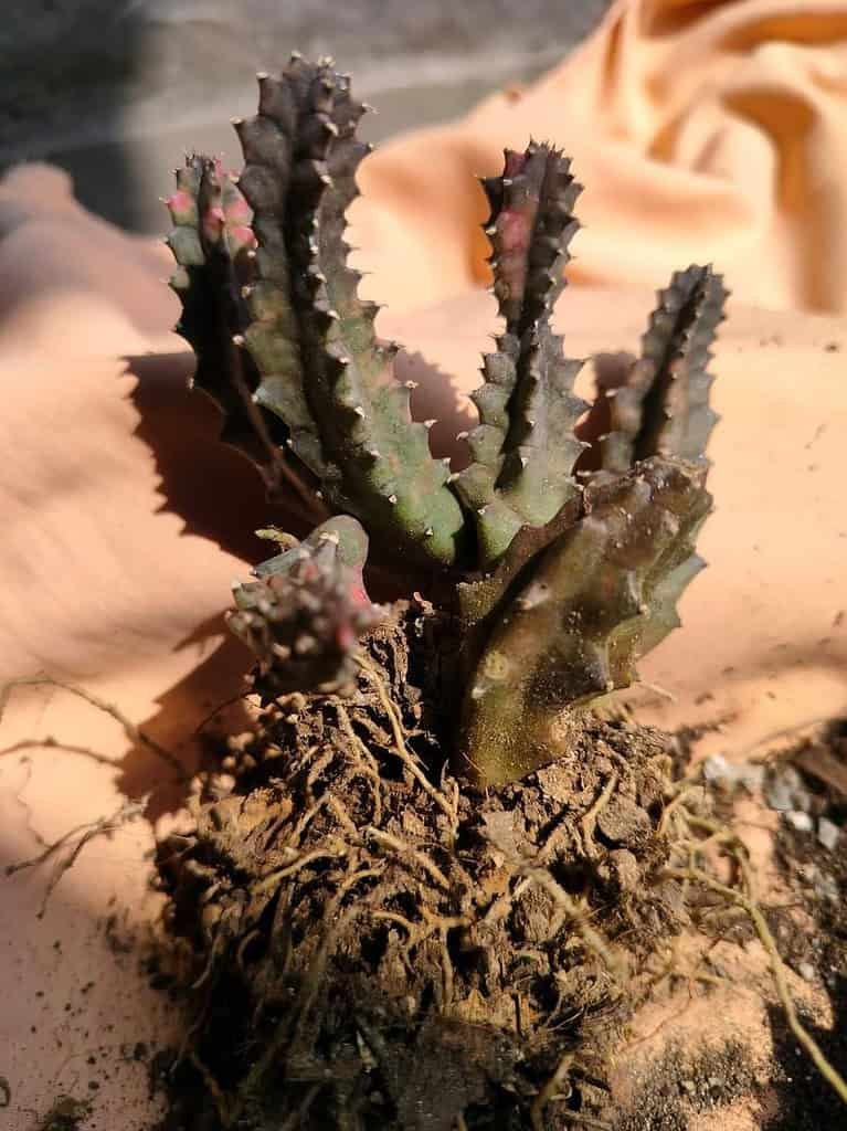 Image #2 from BIJIT MUKHERJEE