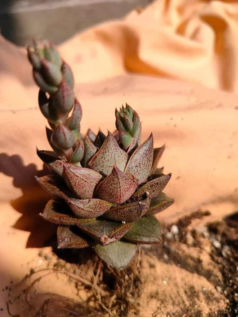 Image #2 from BIJIT MUKHERJEE