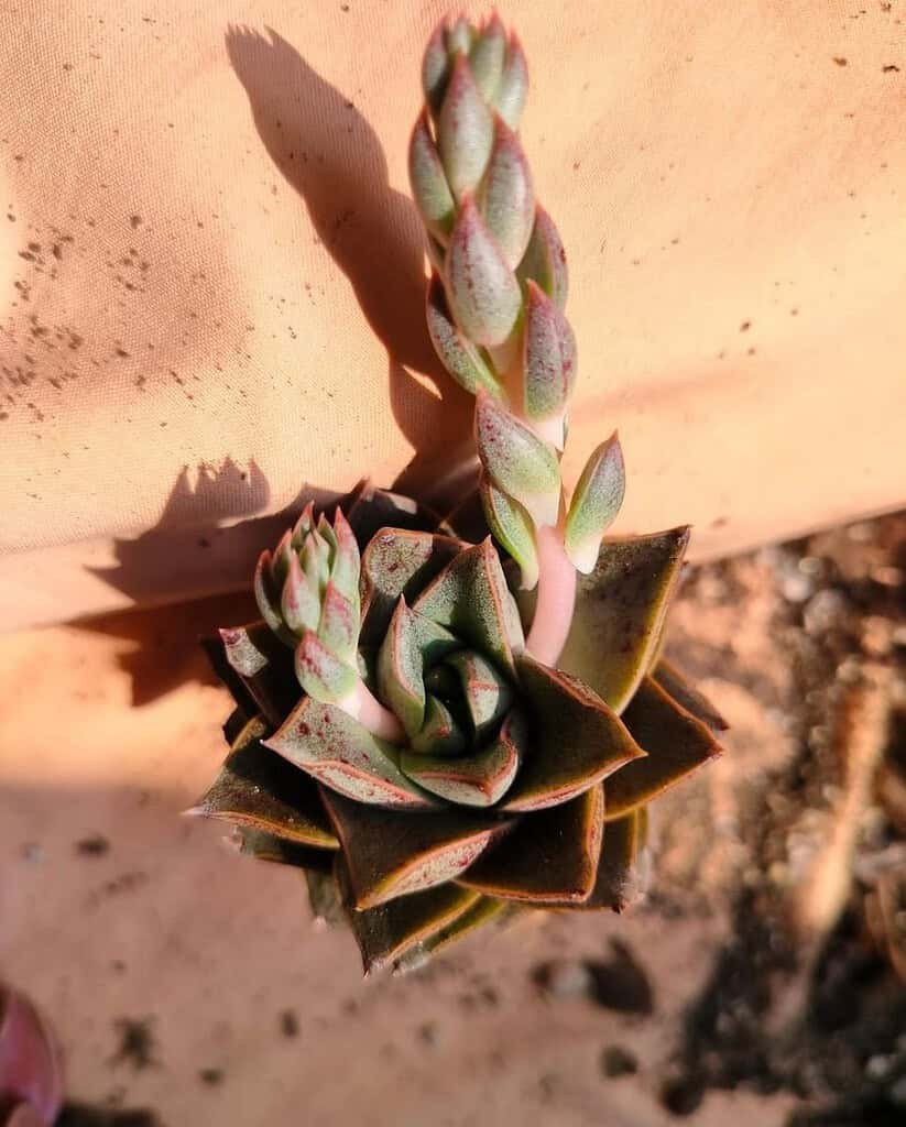 Image #1 from BIJIT MUKHERJEE