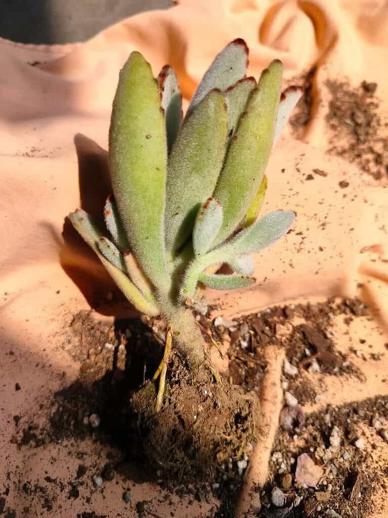 Image #2 from BIJIT MUKHERJEE