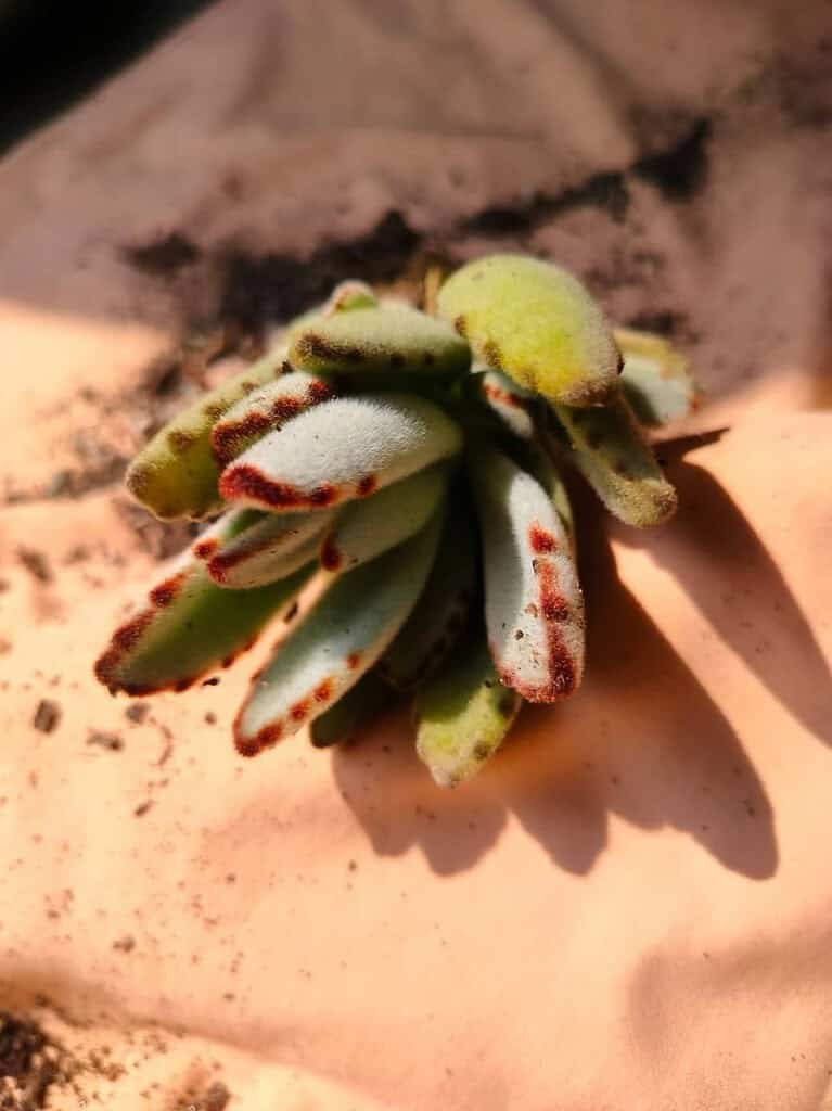 Image #1 from BIJIT MUKHERJEE