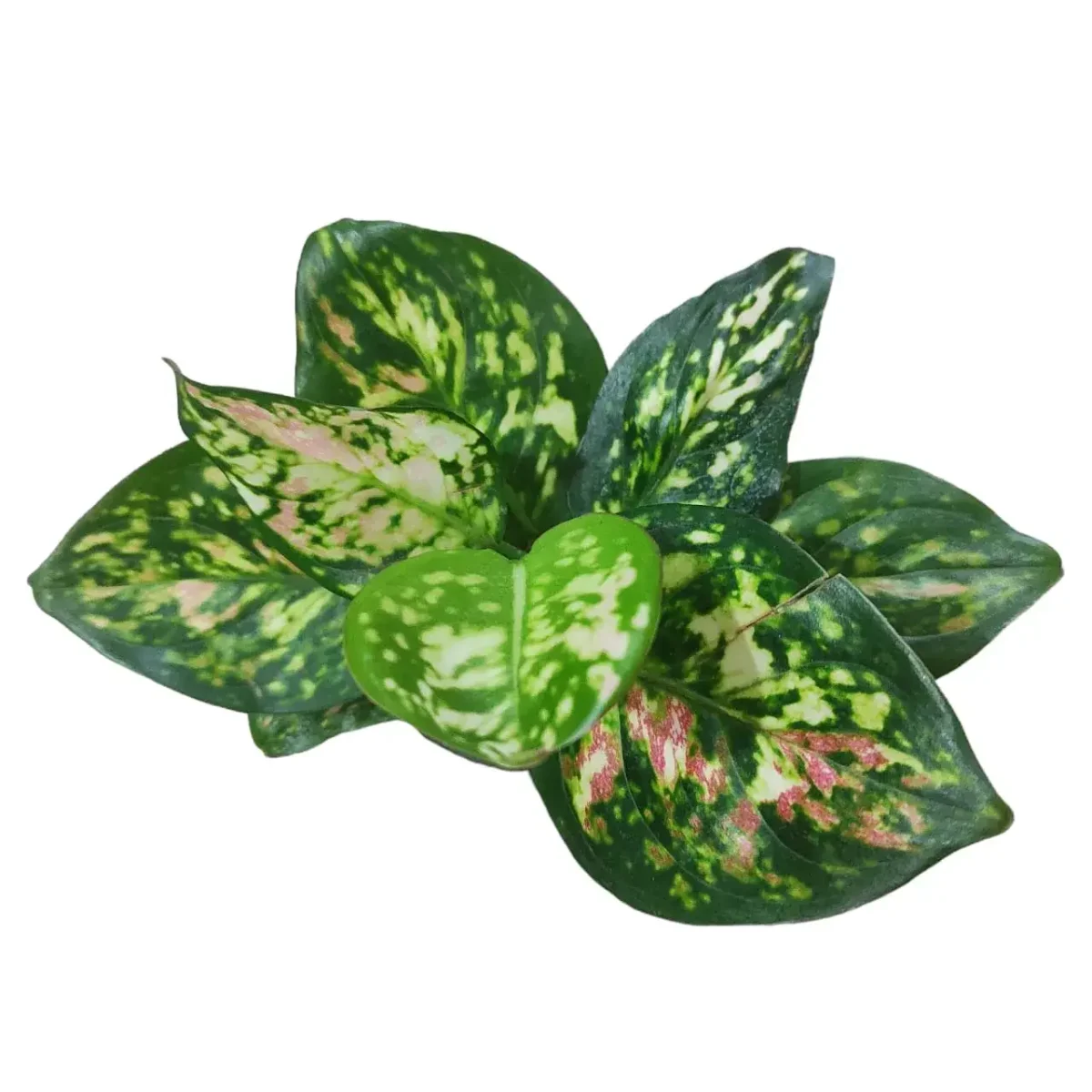 Aglaonema Anyamanee Tricolour - Image 5