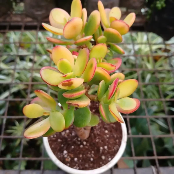 Kuberaksha 'Crosby's Compact' (Crassula ovata dwarf Jade) - Image 8