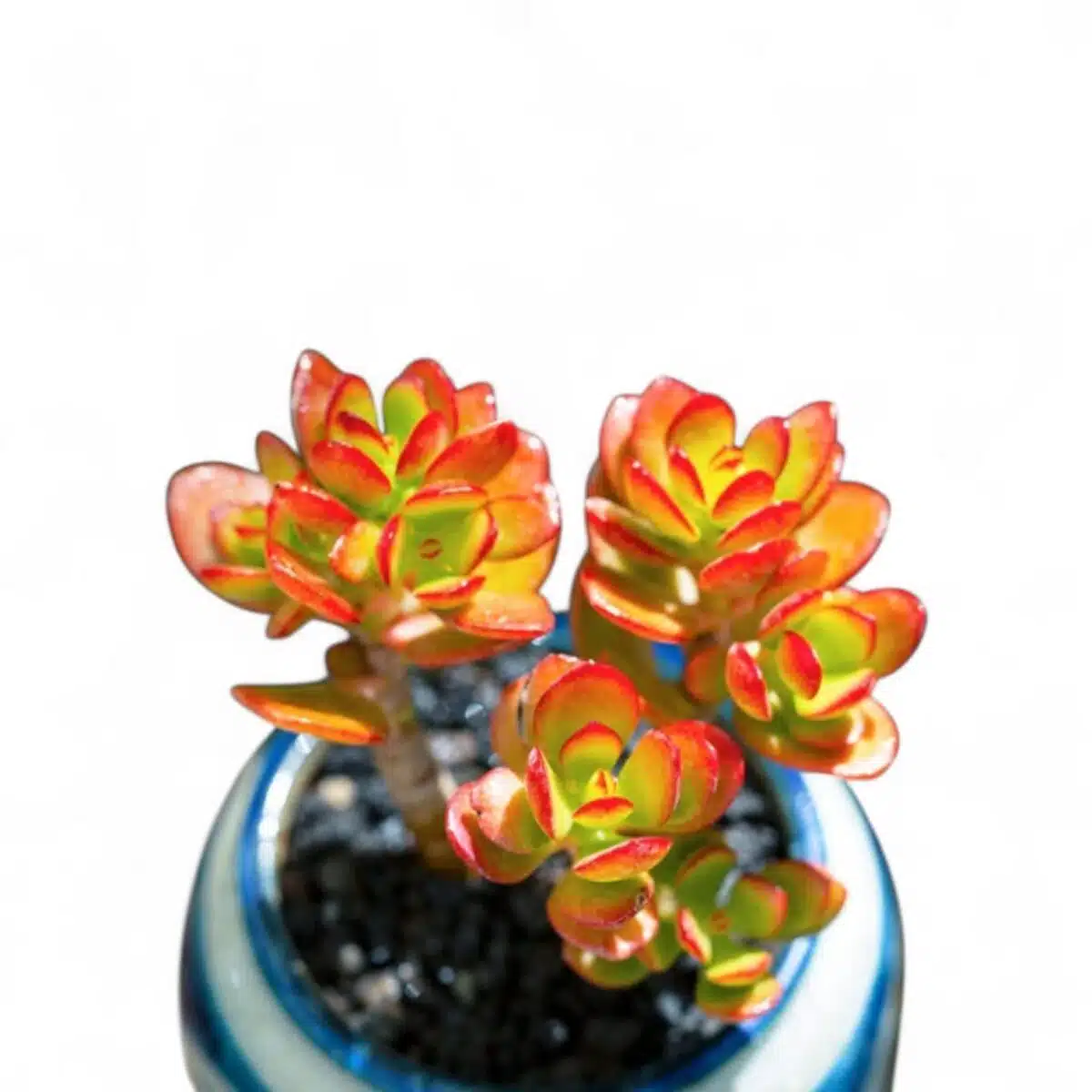 Kuberaksha 'Crosby's Compact' (Crassula ovata Red Dwarf Jade) - Image 10