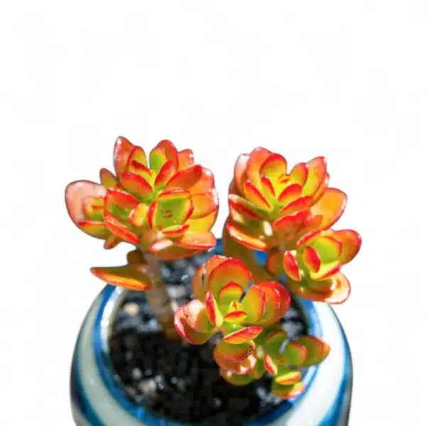 Kuberaksha 'Crosby's Compact' (Crassula ovata Red Dwarf Jade) - Image 10