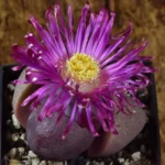 Pleiospilos nelii 'royal flush' - split rock lithop