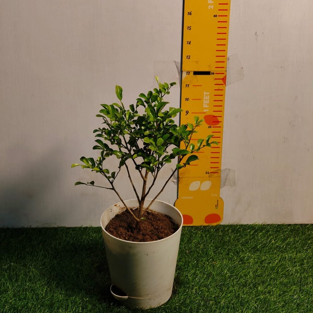 Dwarf Madhu kamini (Murraya Paniculata) Thai Variety - Flowering/Ornamental Live Plant - Image 3