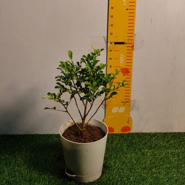 Dwarf Madhu kamini (Murraya Paniculata) Thai Variety - Flowering/Ornamental Live Plant - Image 3