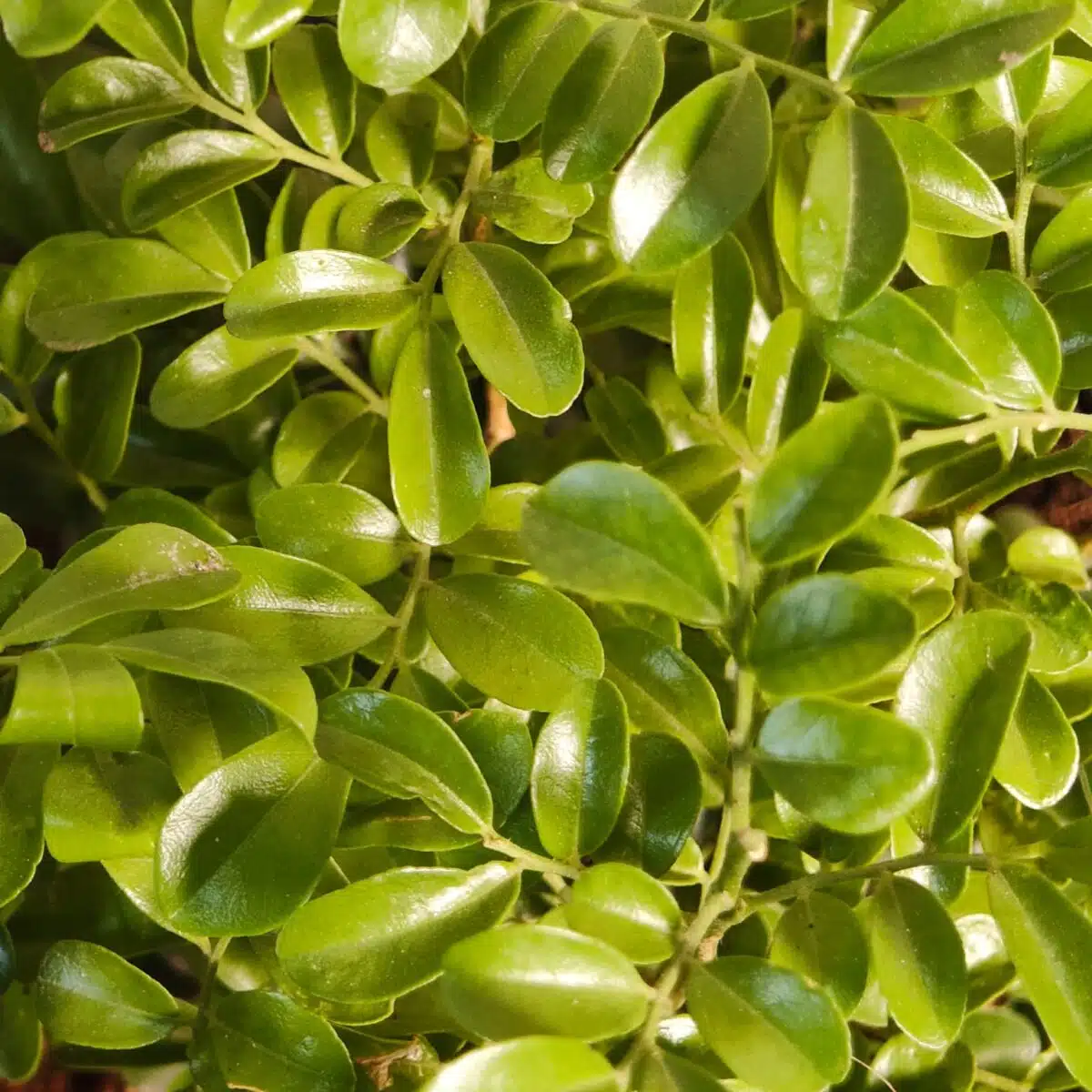 Dwarf Madhu kamini (Murraya Paniculata) Thai Variety - Flowering/Ornamental Live Plant - Image 8