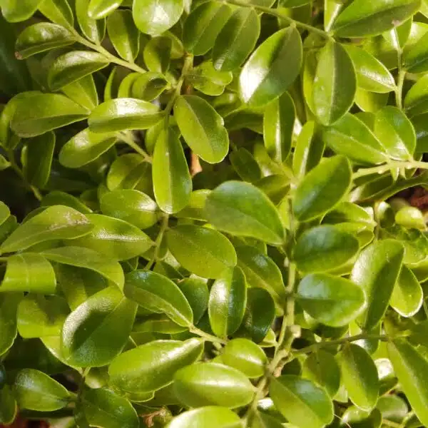 Dwarf Madhu kamini (Murraya Paniculata) Thai Variety - Flowering/Ornamental Live Plant - Image 8