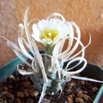 Tephrocactus articulatus v. papyracanthus (Paper Spine Cactus)