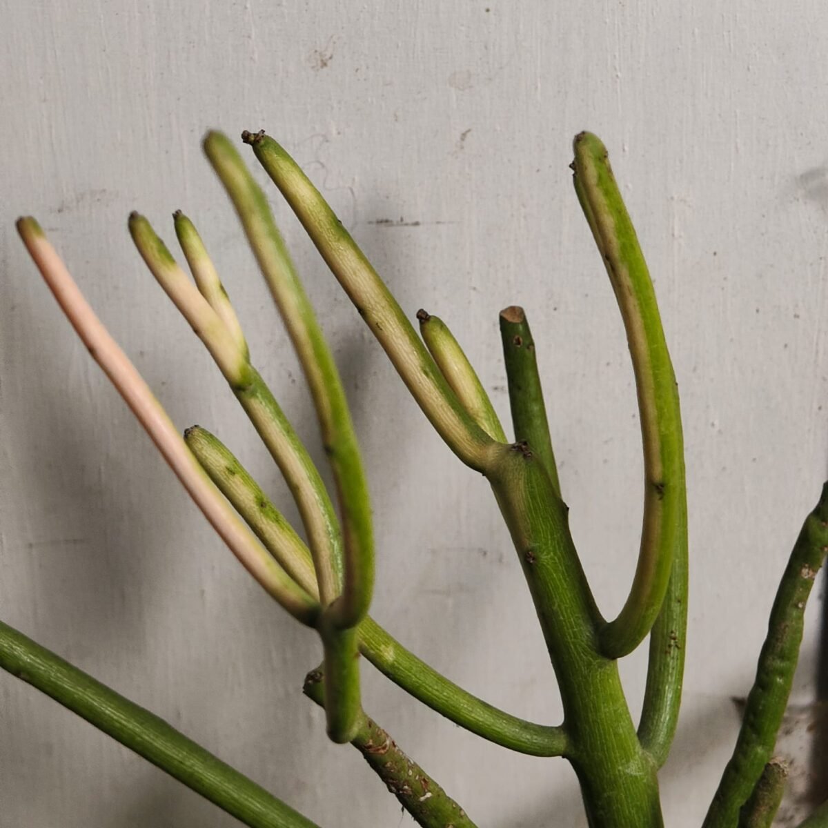 Euphorbia Tirucalli/ Fire Stick (Sticks on Fire/Red Pencil Cactus) Plant - Image 20
