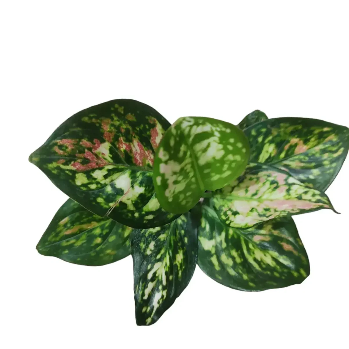 Aglaonema Anyamanee Tricolour - Image 3