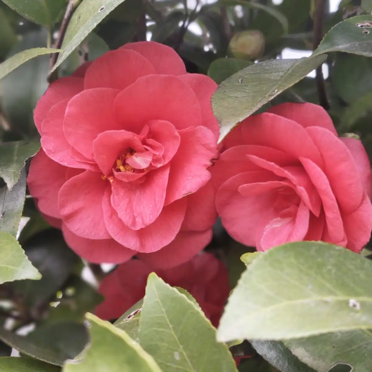 Camellia Japonica 'Pink'- Stunning Flowering Shrub with Pink Blooms - Image 4