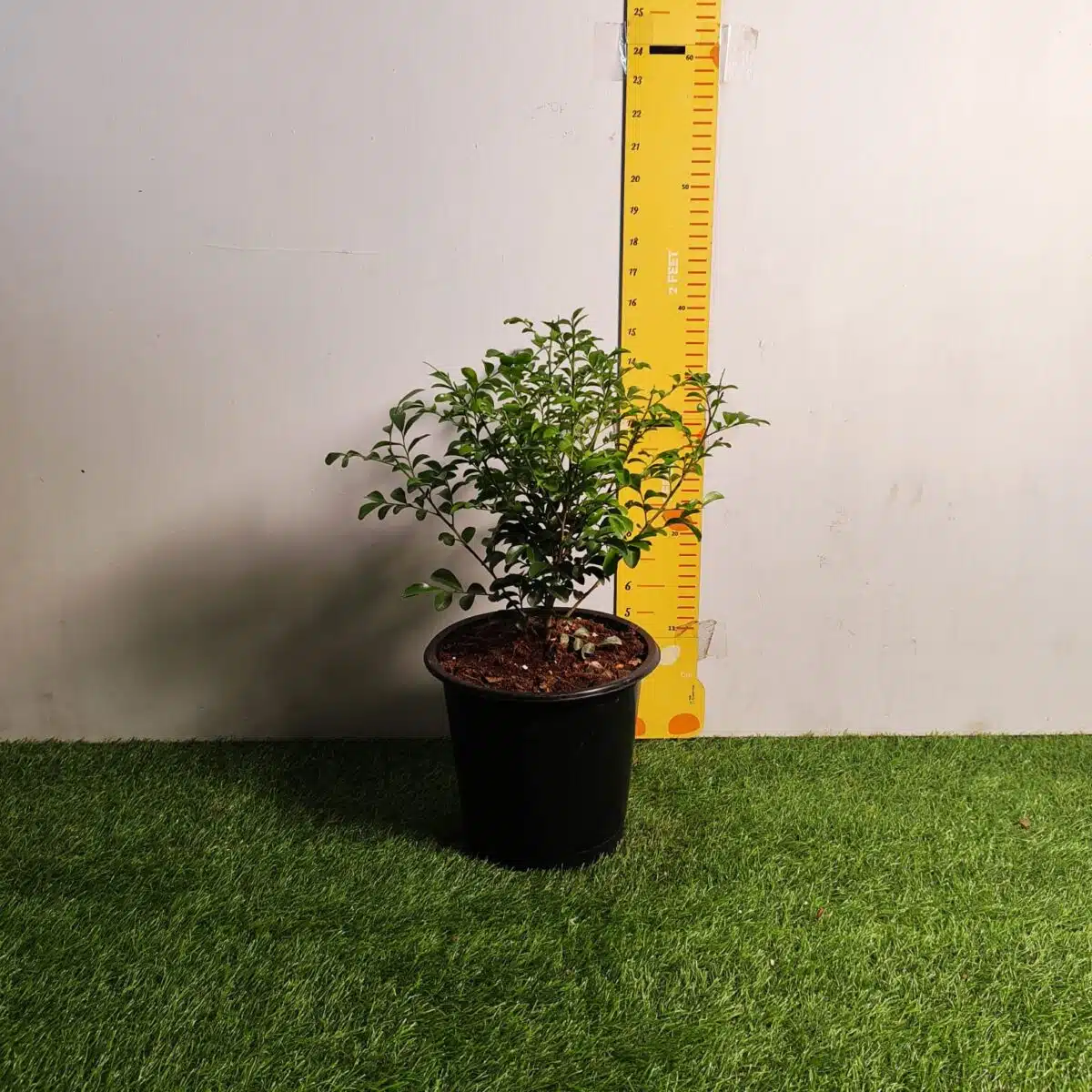 Dwarf Madhu kamini (Murraya Paniculata) Thai Variety - Flowering/Ornamental Live Plant - Image 12