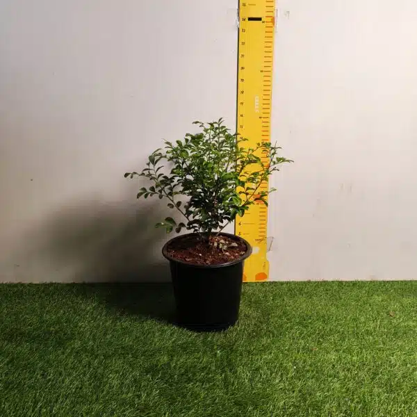 Dwarf Madhu kamini (Murraya Paniculata) Thai Variety - Flowering/Ornamental Live Plant - Image 12