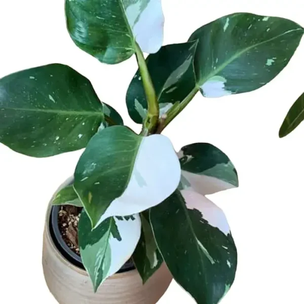 Philodendron White Wizard - Image 2