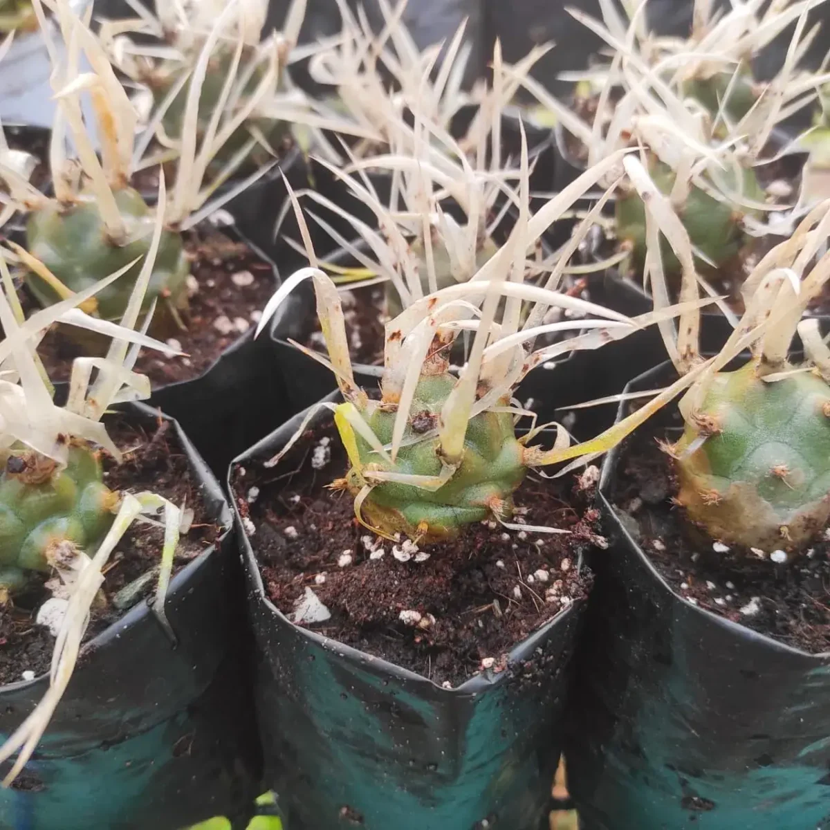 Tephrocactus articulatus v. papyracanthus (Paper Spine Cactus) - Image 4