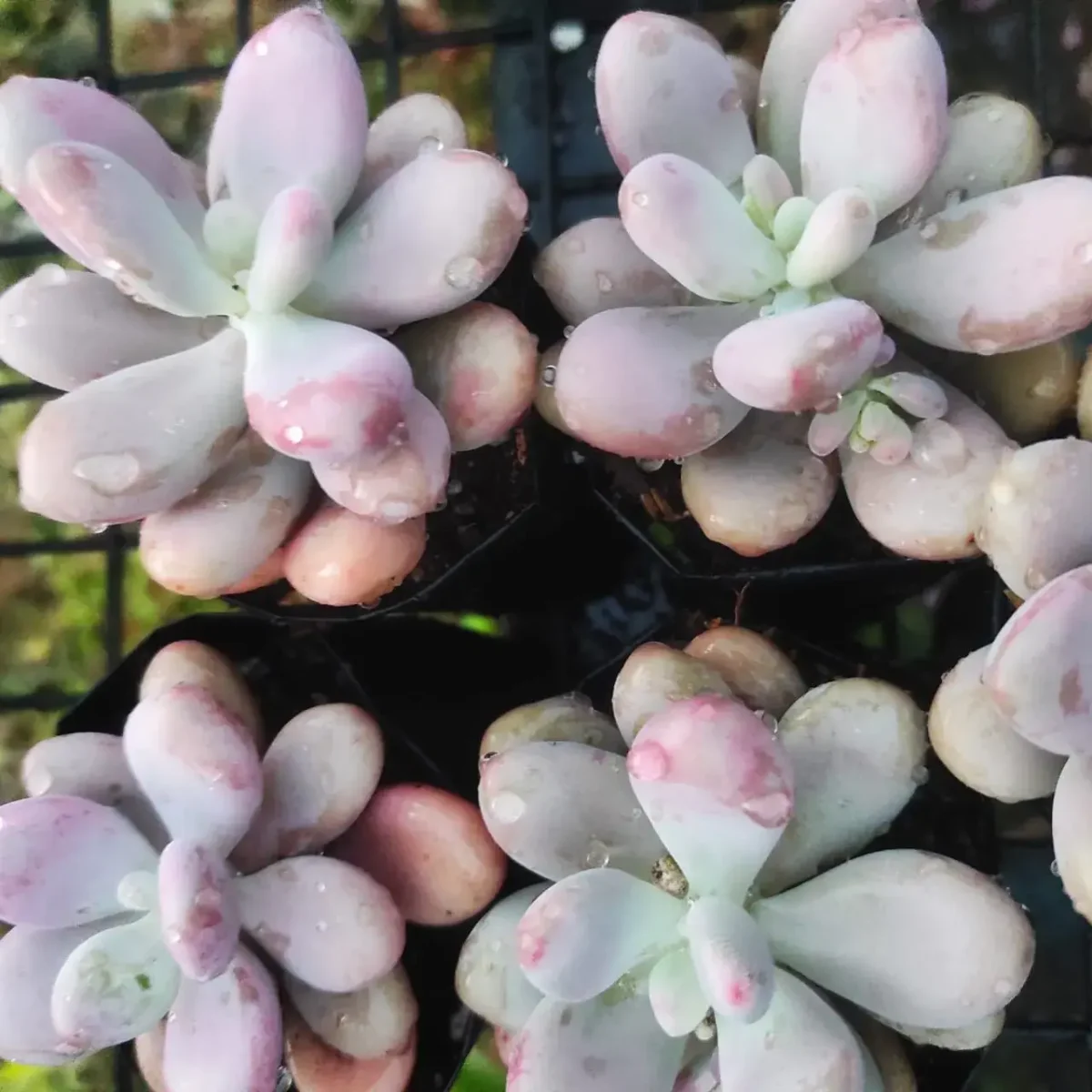 Pachyphytum Oviferum Moonstones (Pink) - Image 4