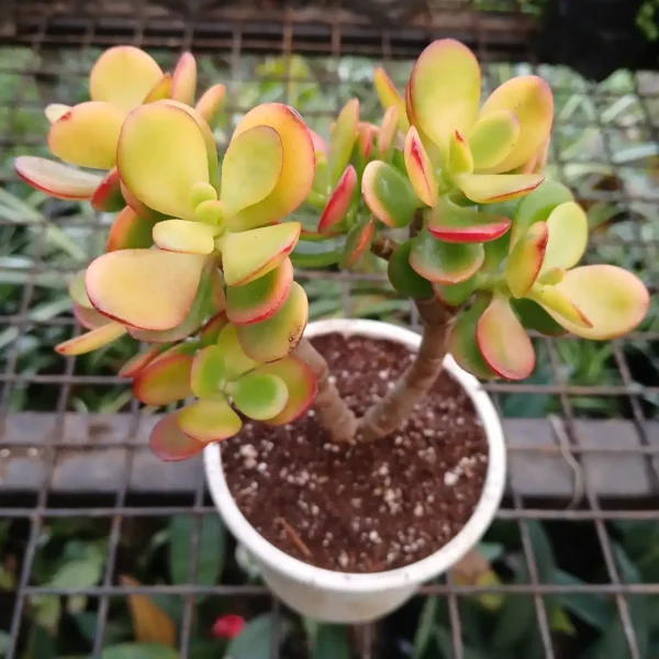 Kuberaksha 'Crosby's Compact' (Crassula ovata dwarf Jade) - Image 6