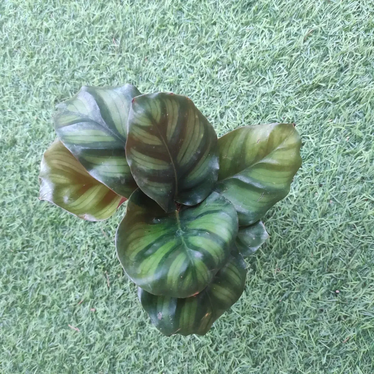 Calathea Red Apple - Image 2