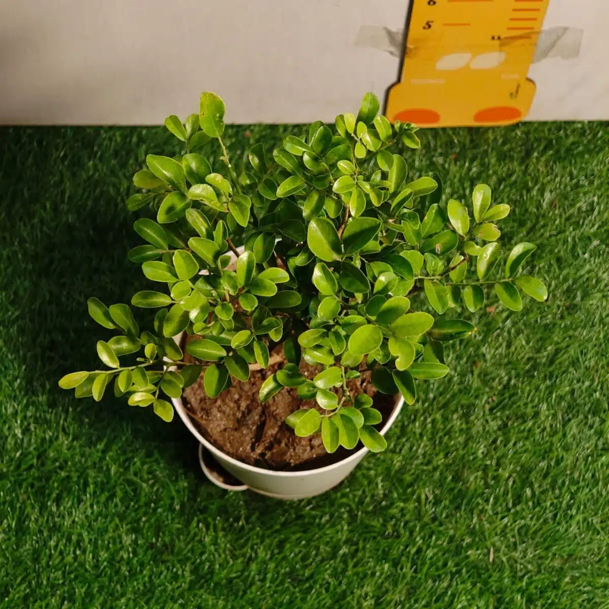 Dwarf Madhu kamini (Murraya Paniculata) Thai Variety - Flowering/Ornamental Live Plant - Image 11