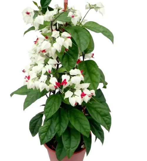 Bleeding Heart White, Glory Bower (Clerodendrum thomsoniae)