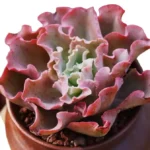 Echeveria ' Takasago No Okina '