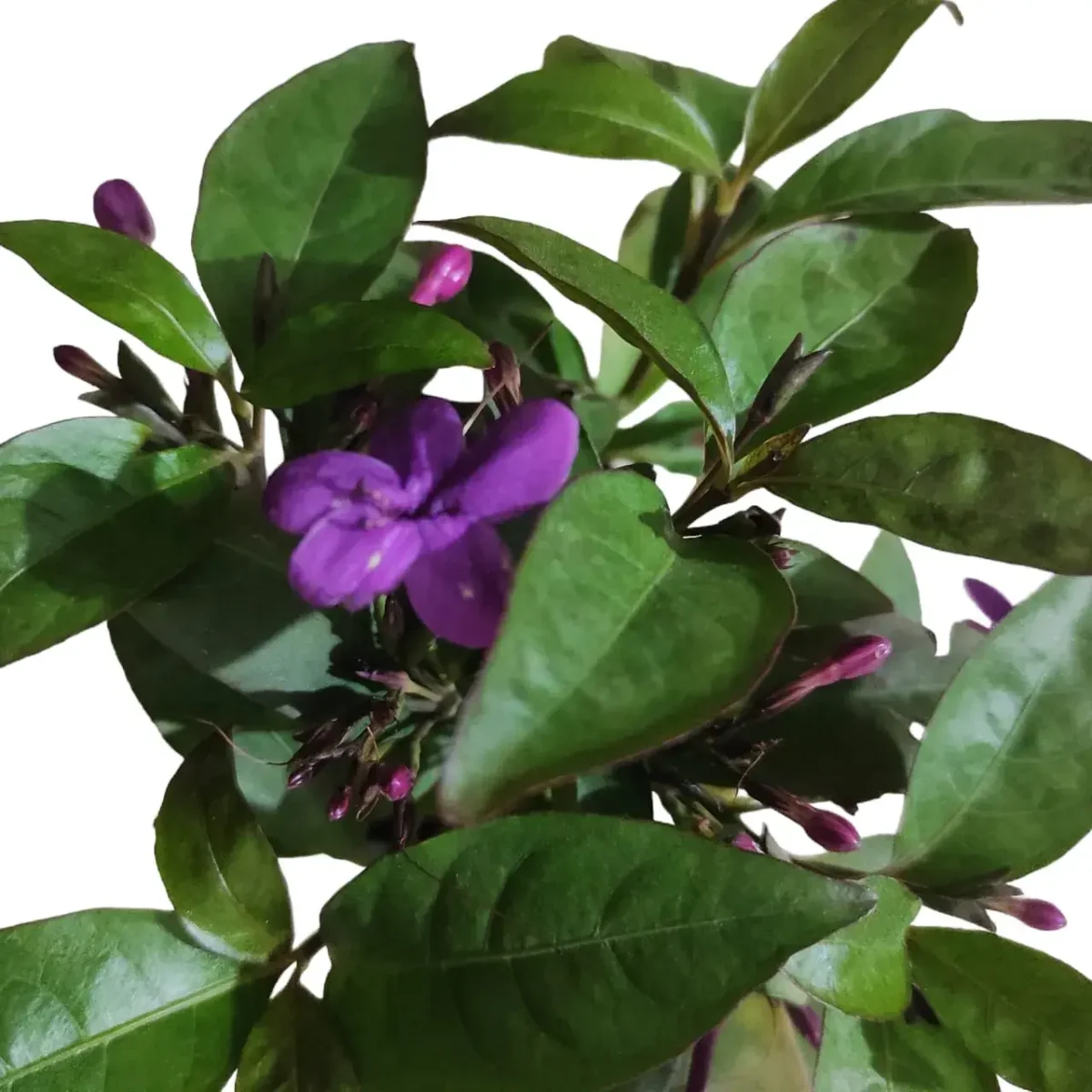 Nil tagar/Jasmine Plant - Image 4