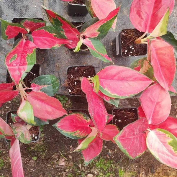 Aglaonema Thailand Red (Super Red) Live Plants - Image 8