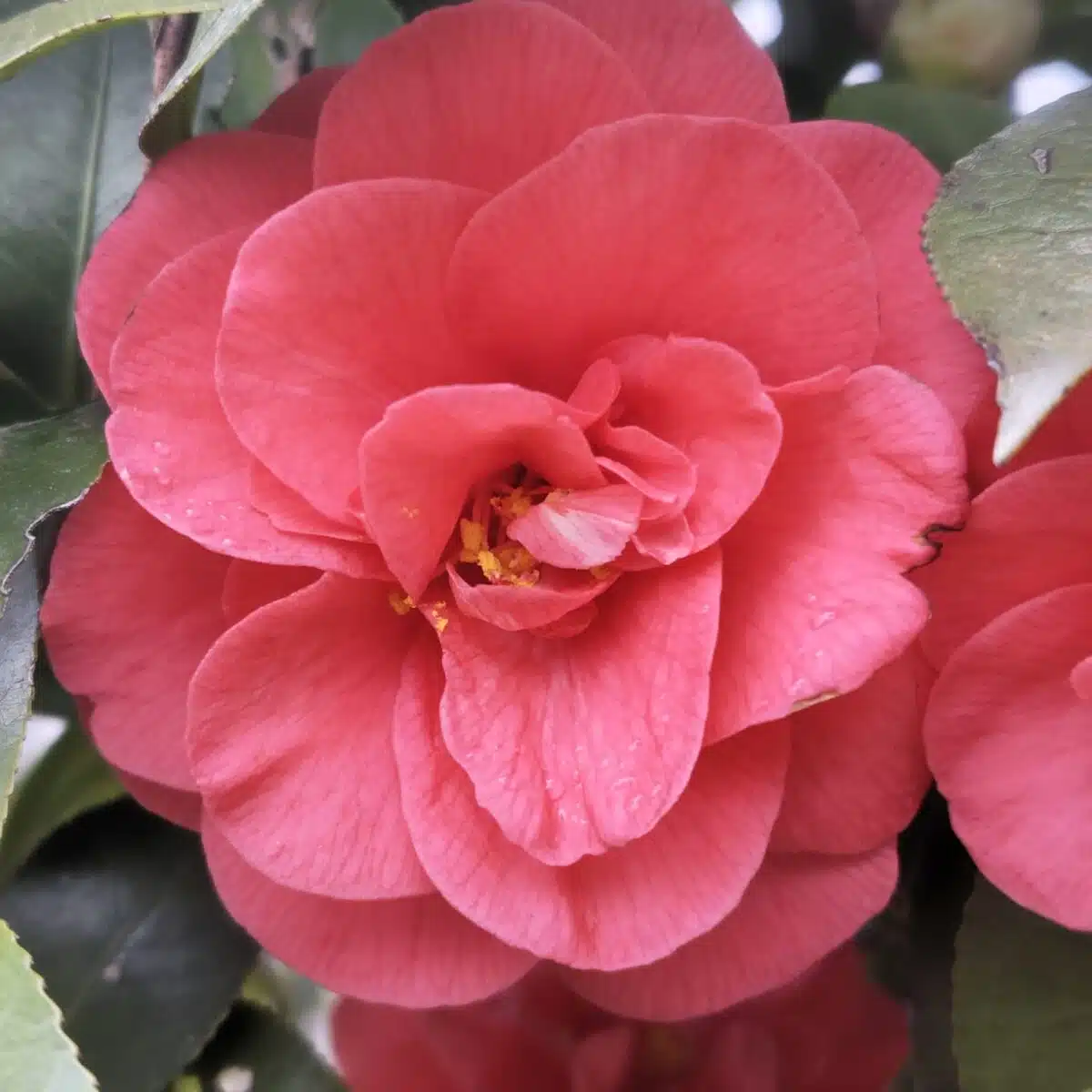 Camellia Japonica 'Pink'- Stunning Flowering Shrub with Pink Blooms - Image 2