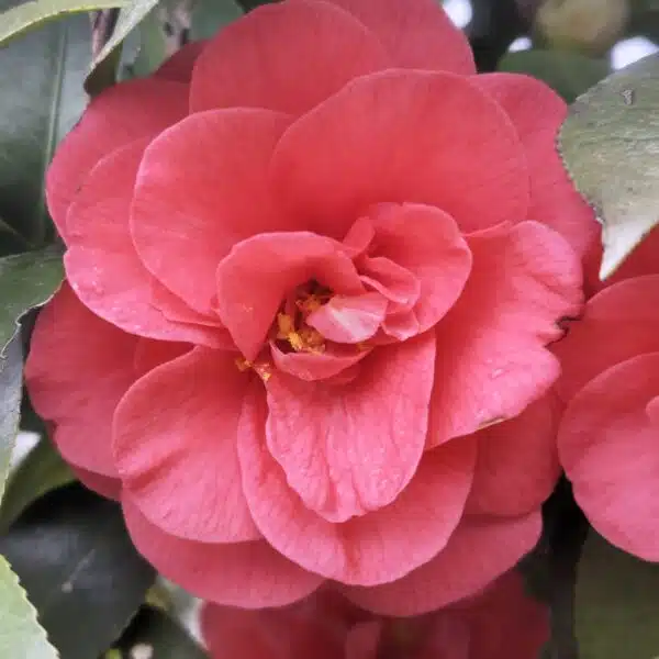 Camellia Japonica 'Pink'- Stunning Flowering Shrub with Pink Blooms - Image 2