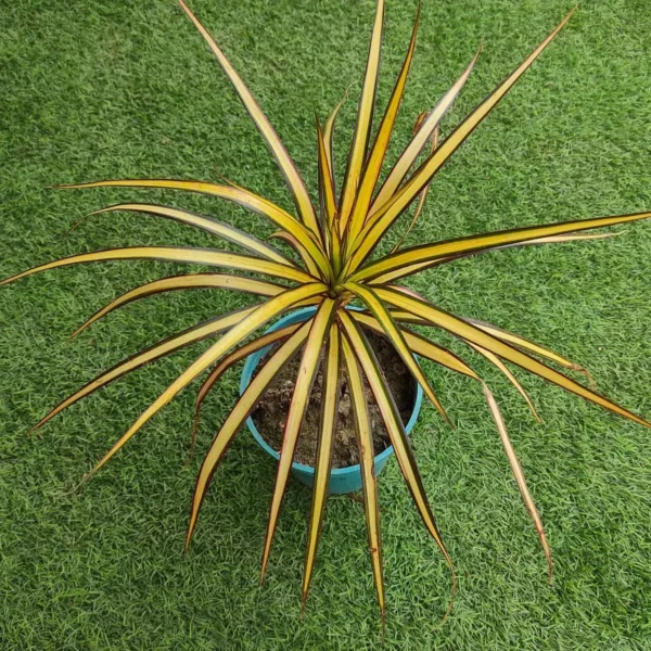 Dracaena Marginata Sunray - Image 4