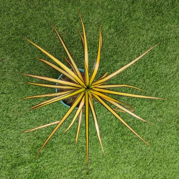 Dracaena Marginata Sunray - Image 3