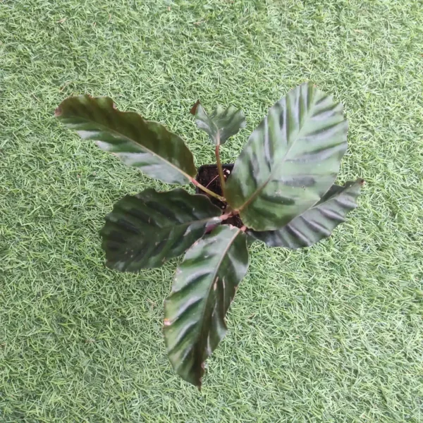 Calathea (Goeppertia) gandersii - Image 5