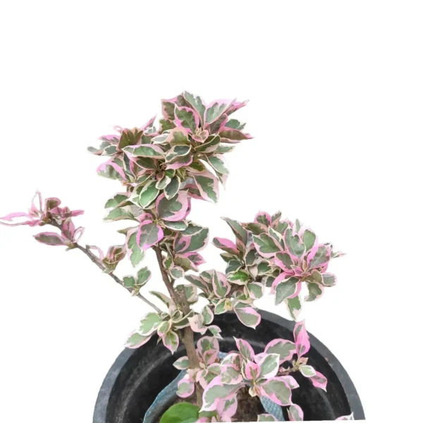 Bougainvillea (Paperflower) - Image 3