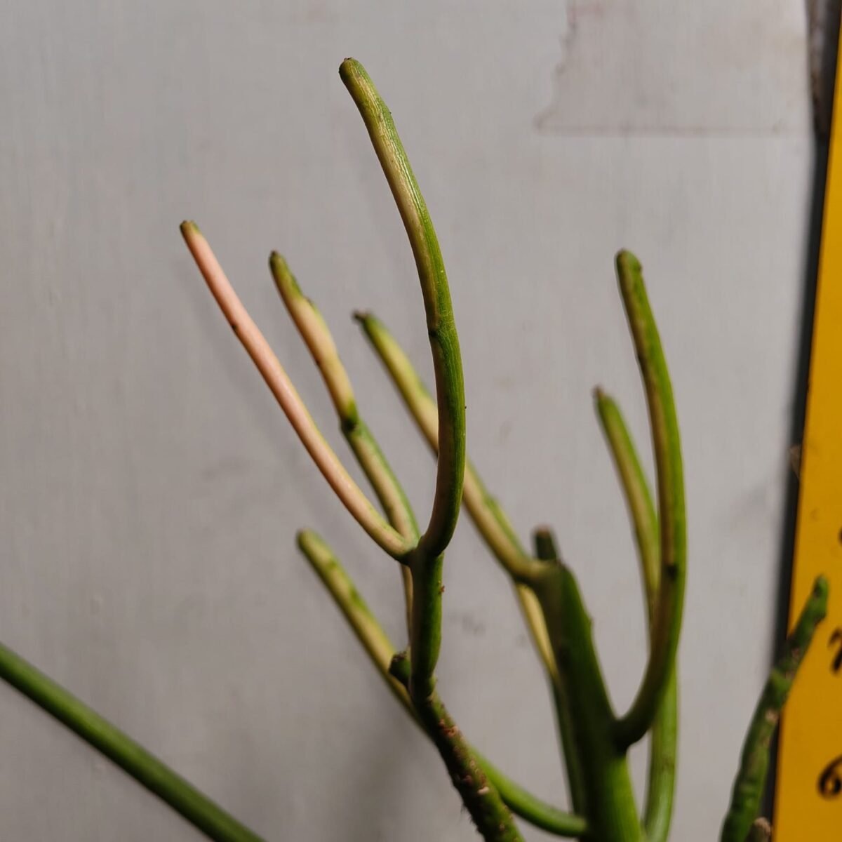 Euphorbia Tirucalli/ Fire Stick (Sticks on Fire/Red Pencil Cactus) Plant - Image 23