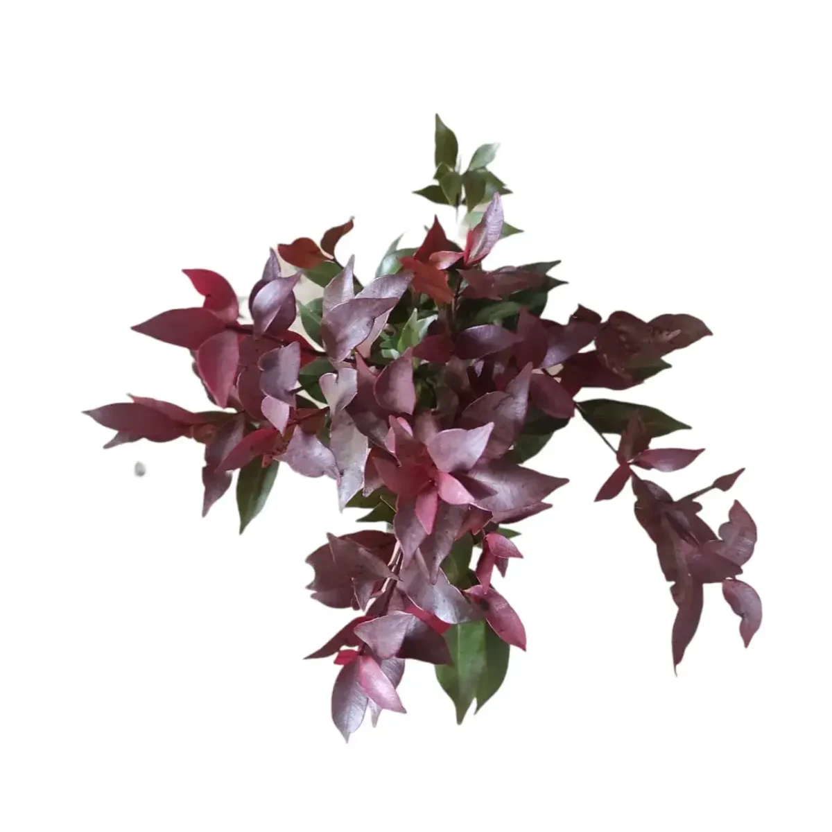 Syzygium Campanulatum Chocolate (Eugenia) - Ficus Christina Plant - Image 5