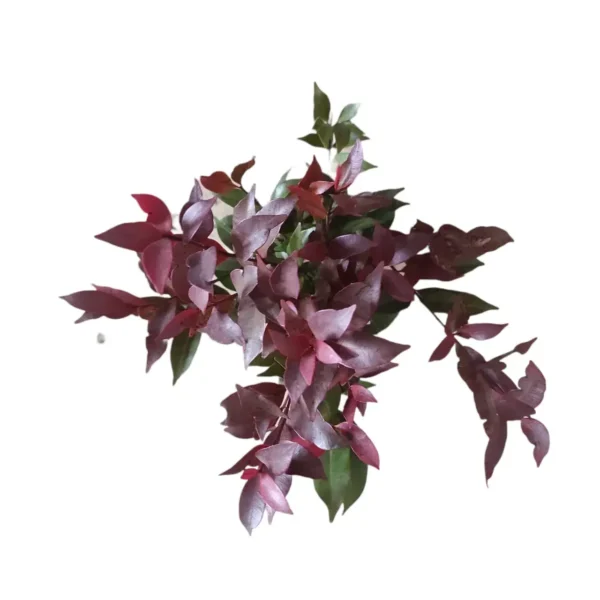 Syzygium Campanulatum Chocolate (Eugenia) - Ficus Christina Plant - Image 5