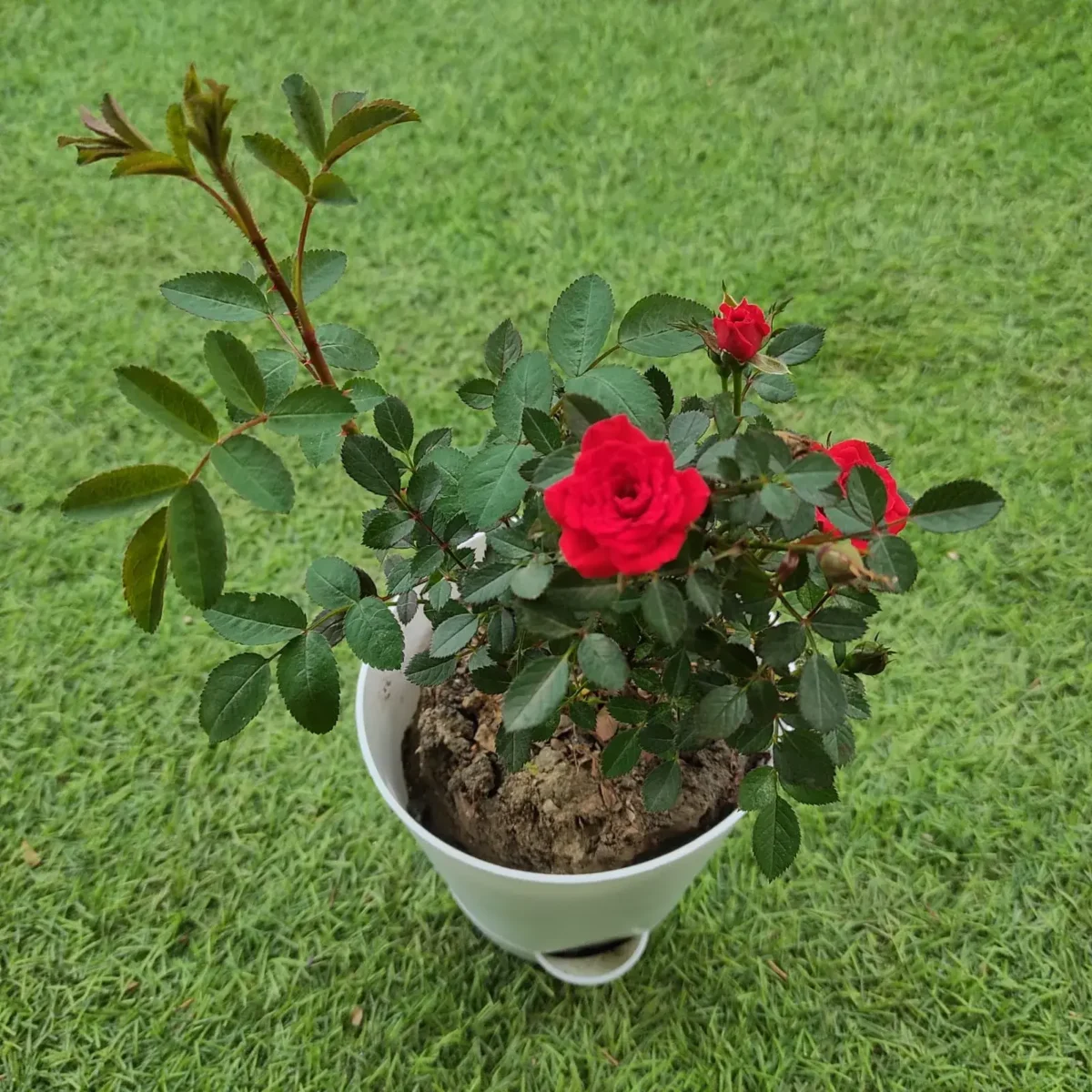 Rose Miniature 'Red' - Image 5