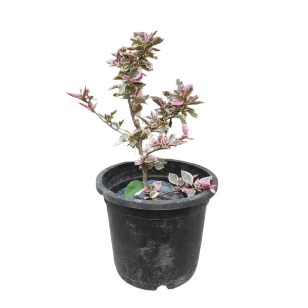 Bougainvillea (Paperflower) - Image 4