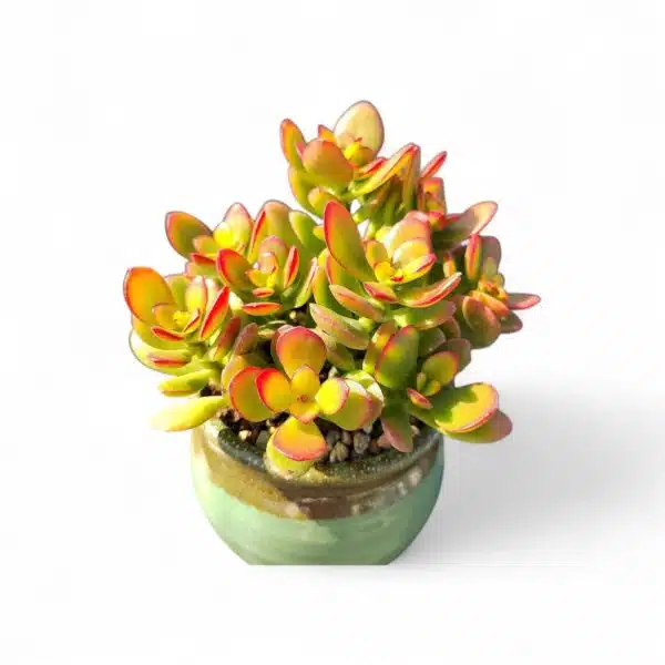 Kuberaksha 'Crosby's Compact' (Crassula ovata Red Dwarf Jade) - Image 7