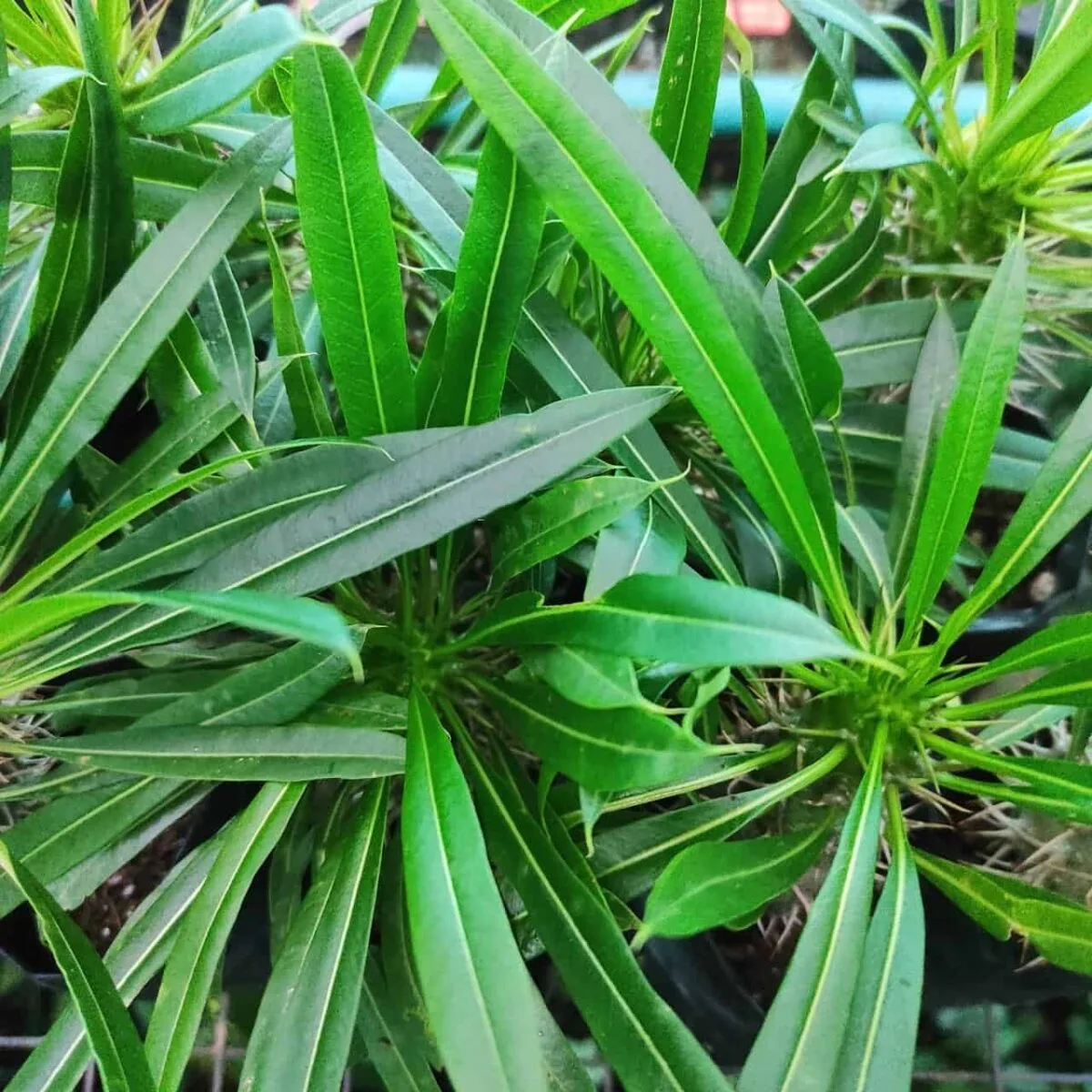 Pachypodium lamerei Madagascar Palm - Image 2