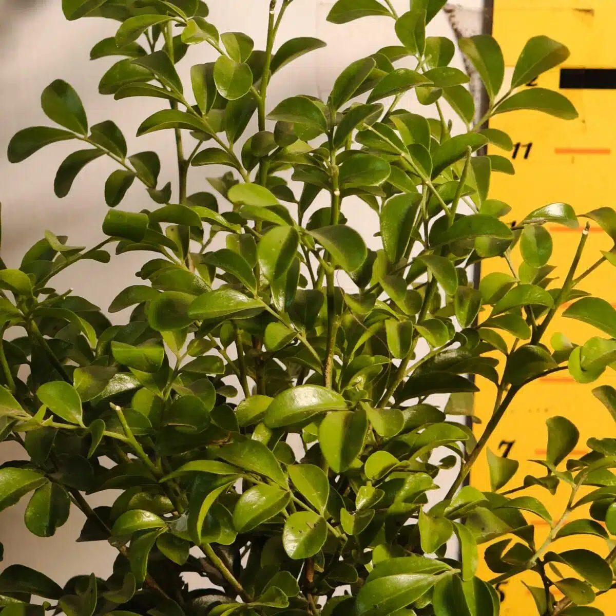 Dwarf Madhu kamini (Murraya Paniculata) Thai Variety - Flowering/Ornamental Live Plant - Image 6