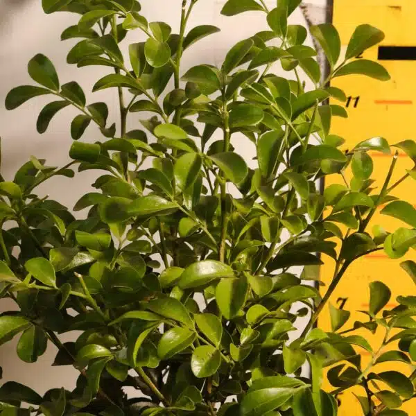 Dwarf Madhu kamini (Murraya Paniculata) Thai Variety - Flowering/Ornamental Live Plant - Image 6